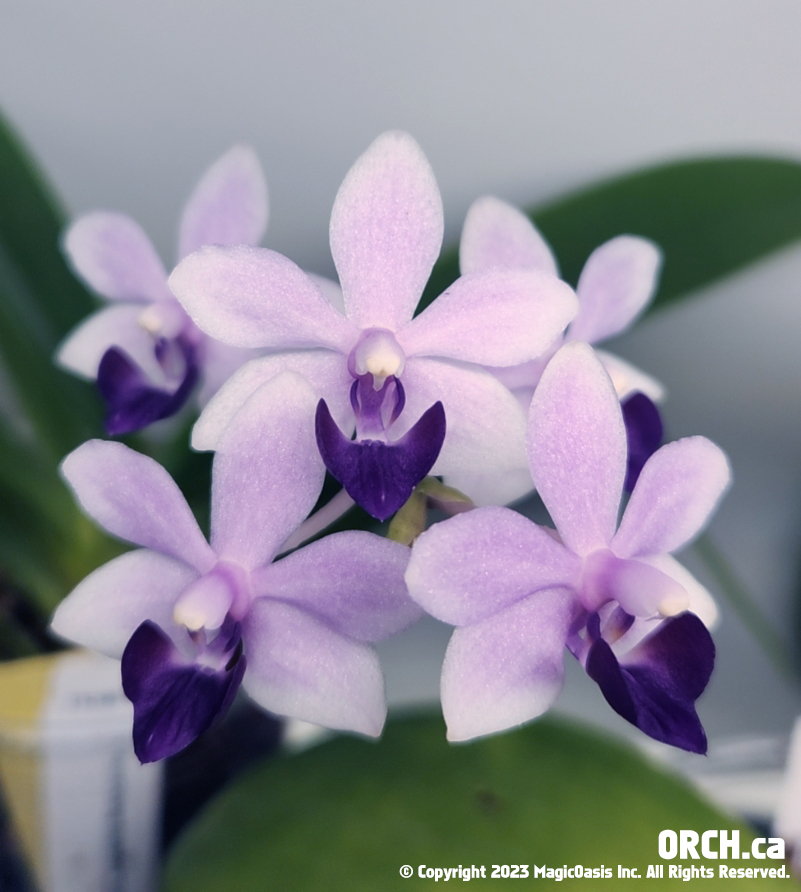 PHALAENOPSIS - MagicOasis Orchid Club